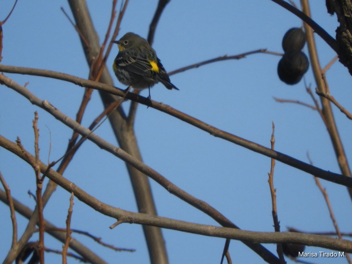 Yellow-rumped Warbler - ML632638082