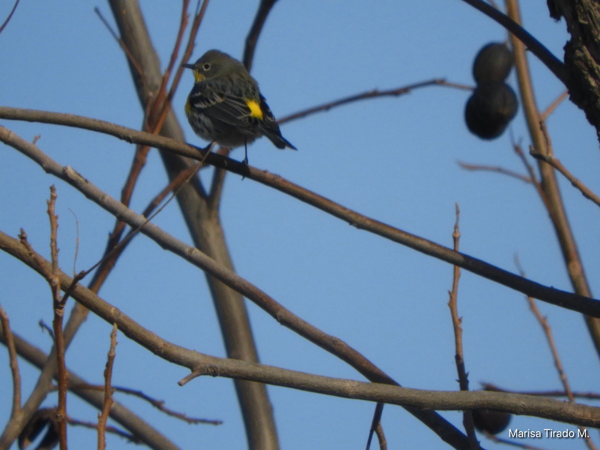 Yellow-rumped Warbler - ML632638083