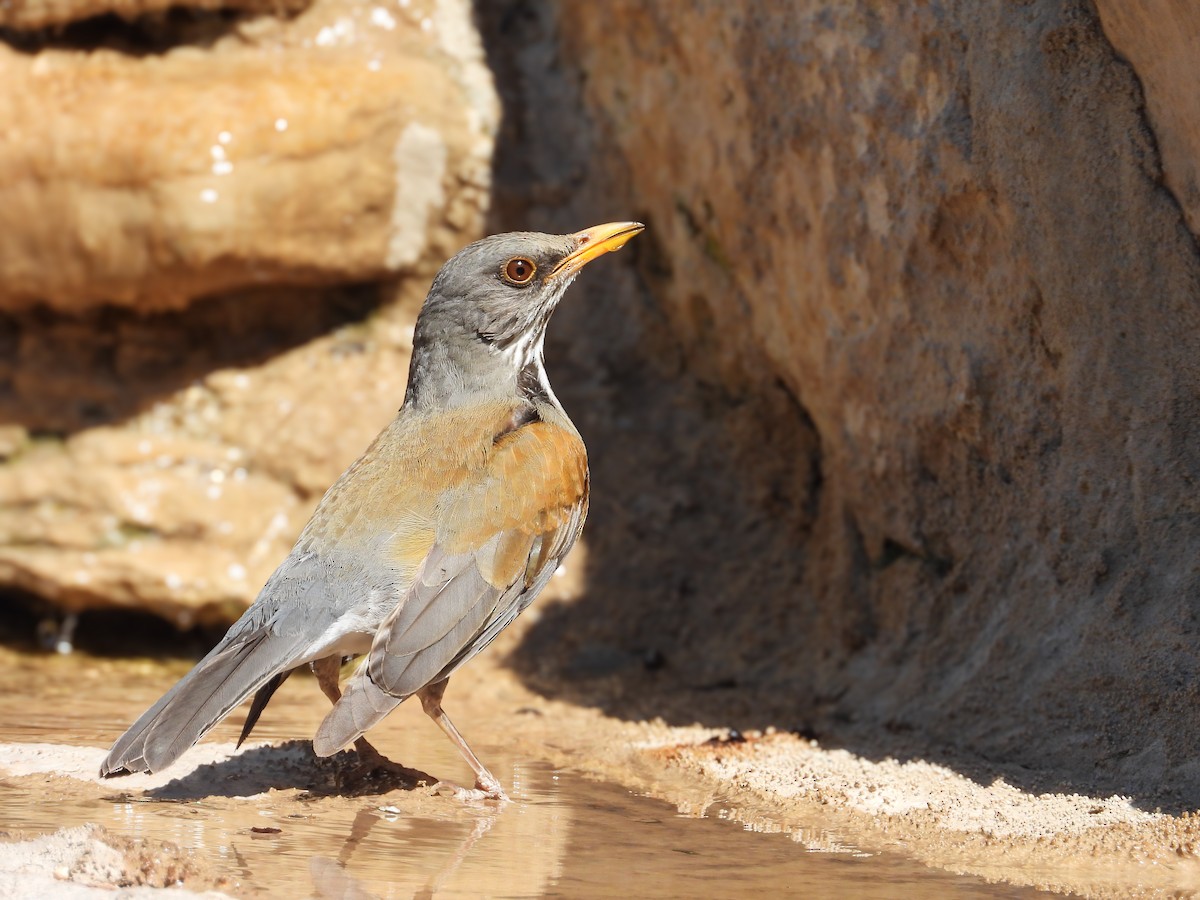 Rufous-backed Robin - ML632638176