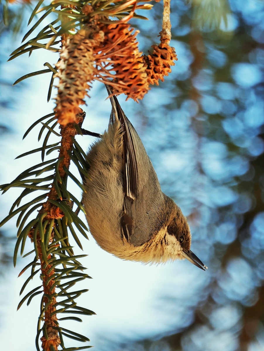 Pygmy Nuthatch - ML632638187
