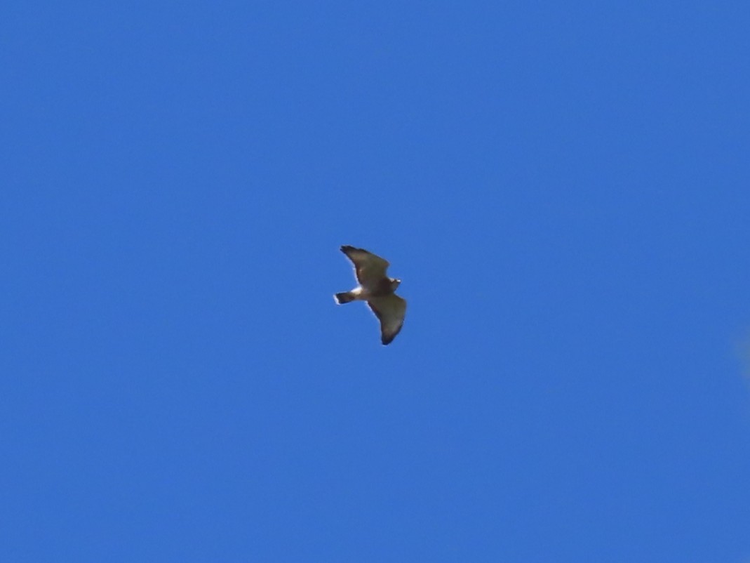 Broad-winged Hawk (Northern) - ML632638218