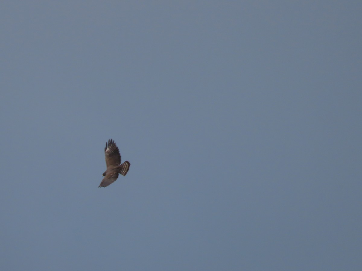 Short-tailed Hawk - ML632638250