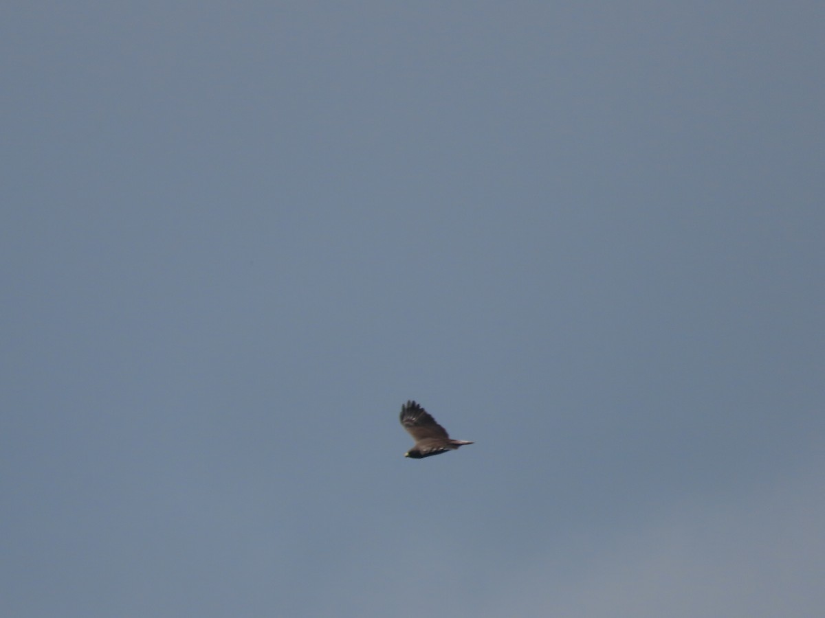 Short-tailed Hawk - ML632638252