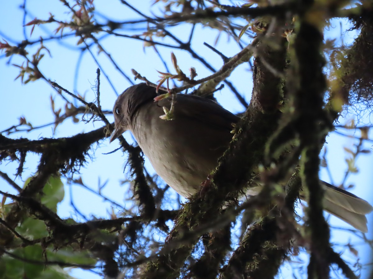 Mountain Thrush - ML632638291
