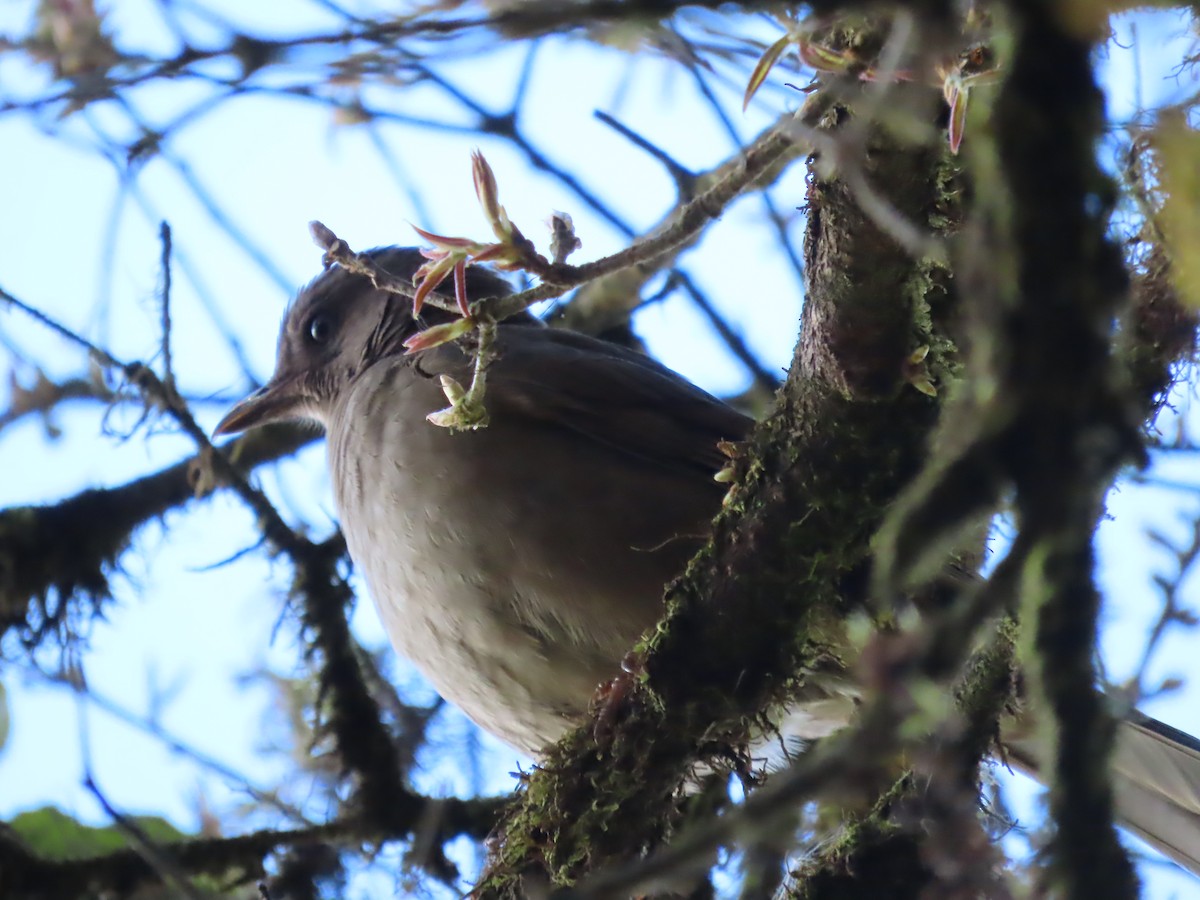 Mountain Thrush - ML632638293
