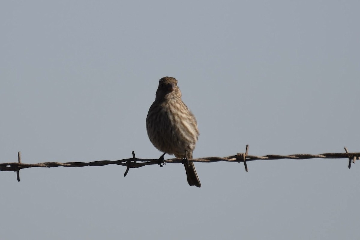 House Finch - ML632638349
