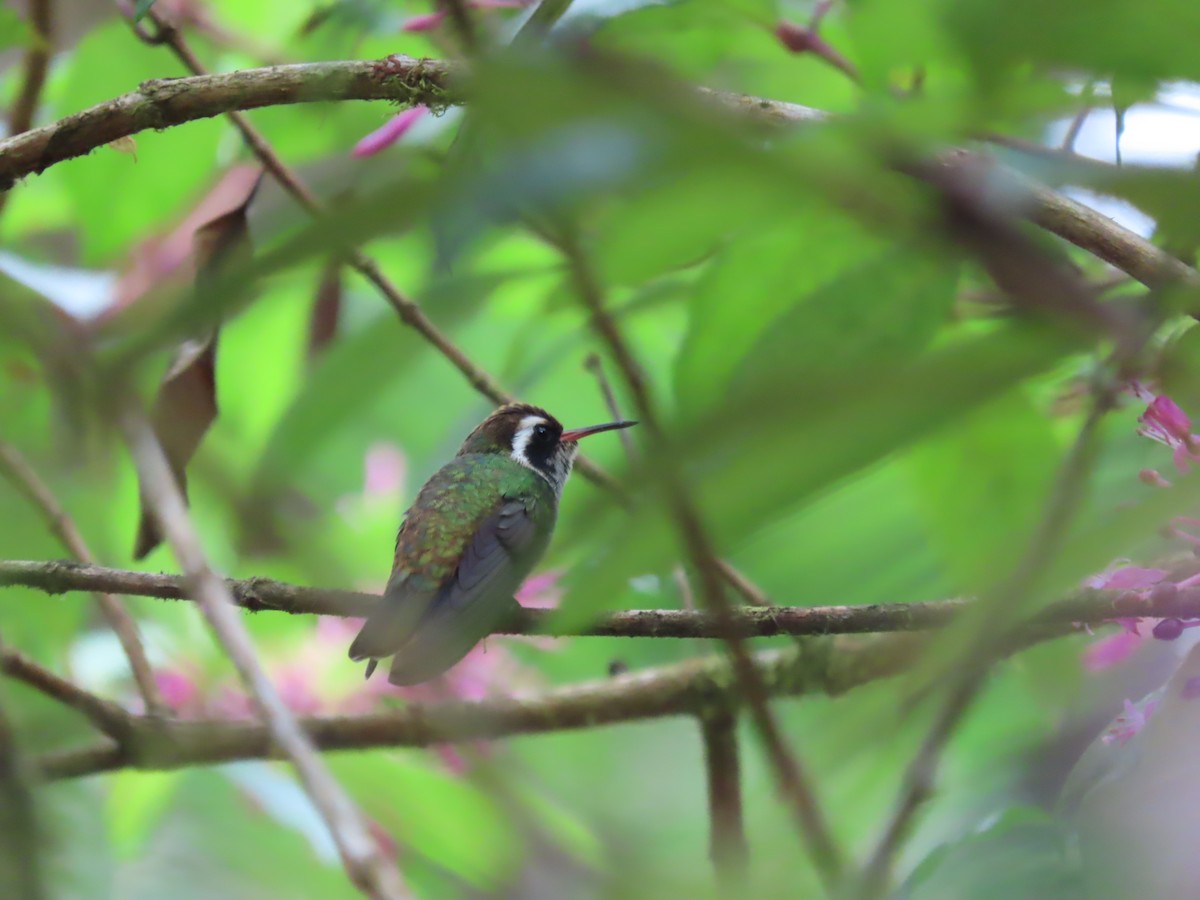 White-eared Hummingbird - ML632638386