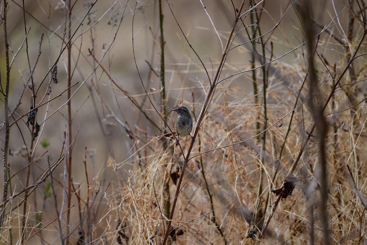 Swamp Sparrow - ML632638397