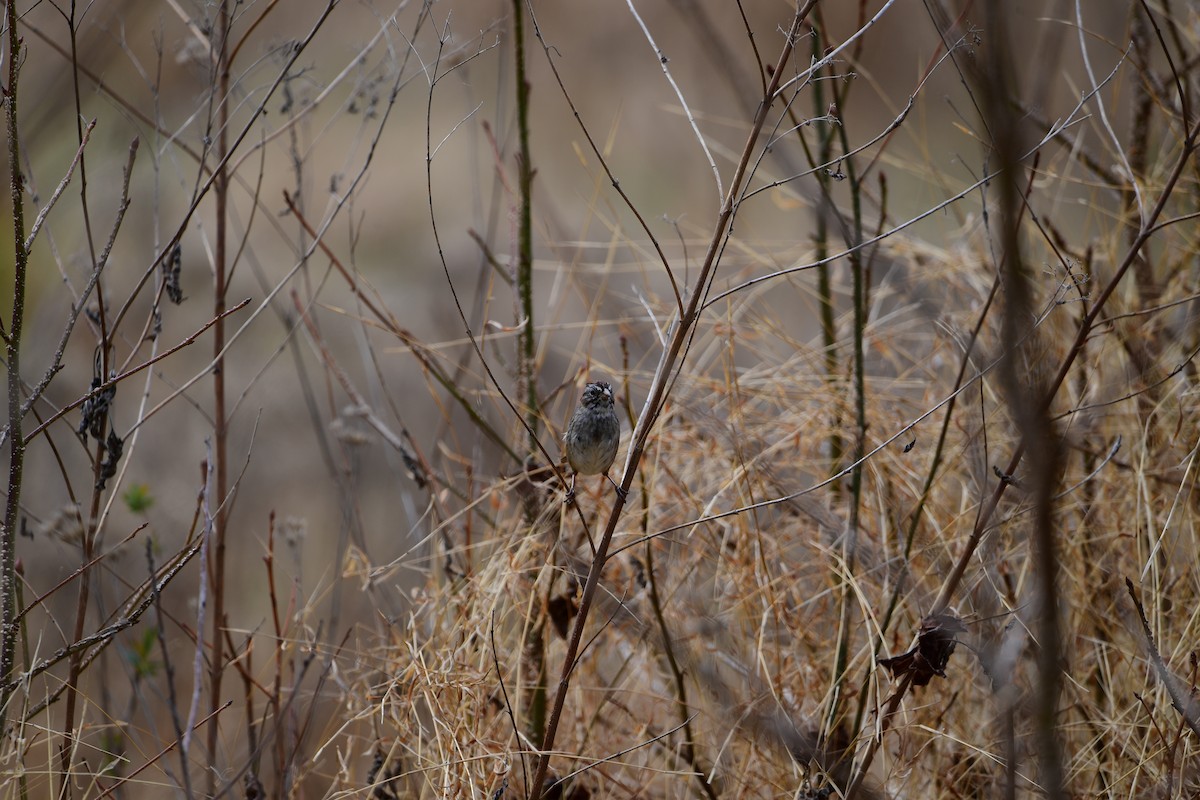 Swamp Sparrow - ML632638401