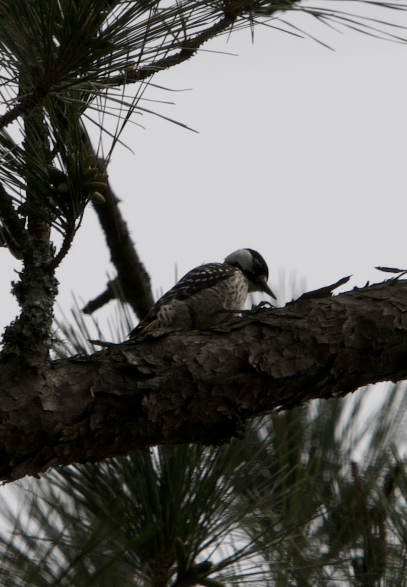 Red-cockaded Woodpecker - ML632638412