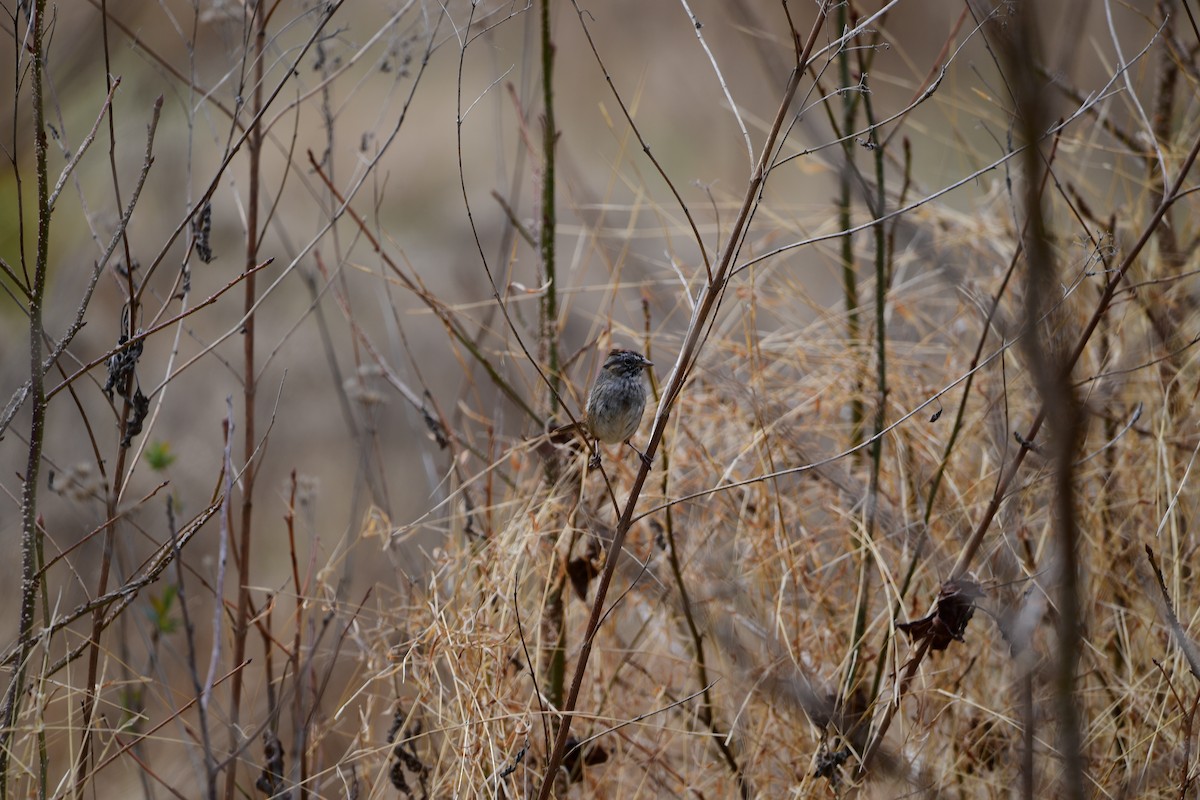 Swamp Sparrow - ML632638414
