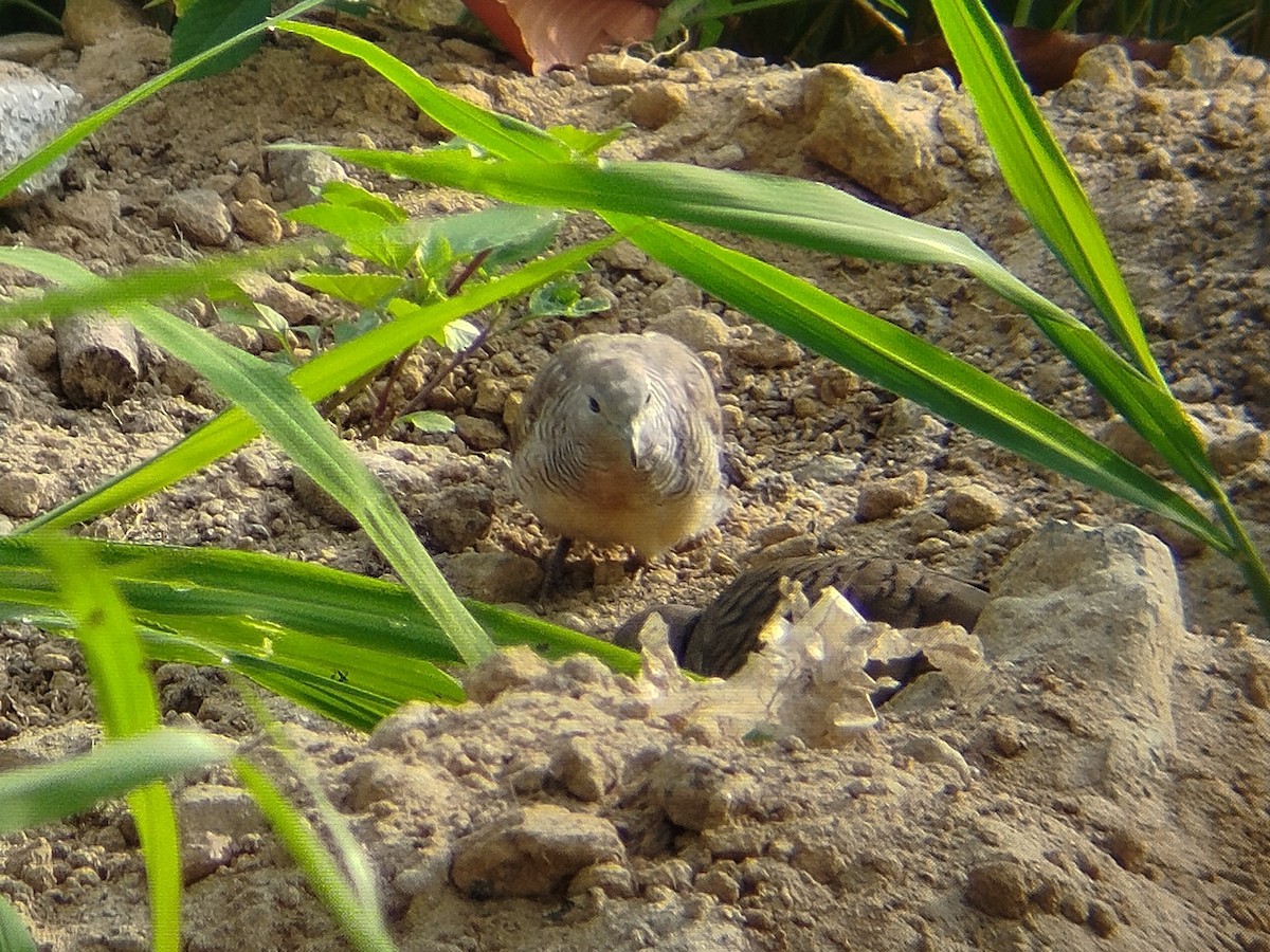 holoubek vlnkovaný - ML632638436