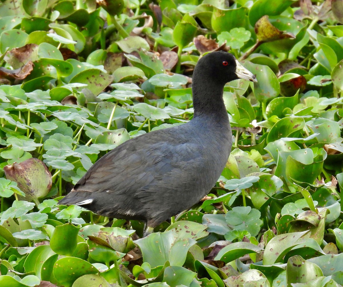 lyska americká - ML632638451