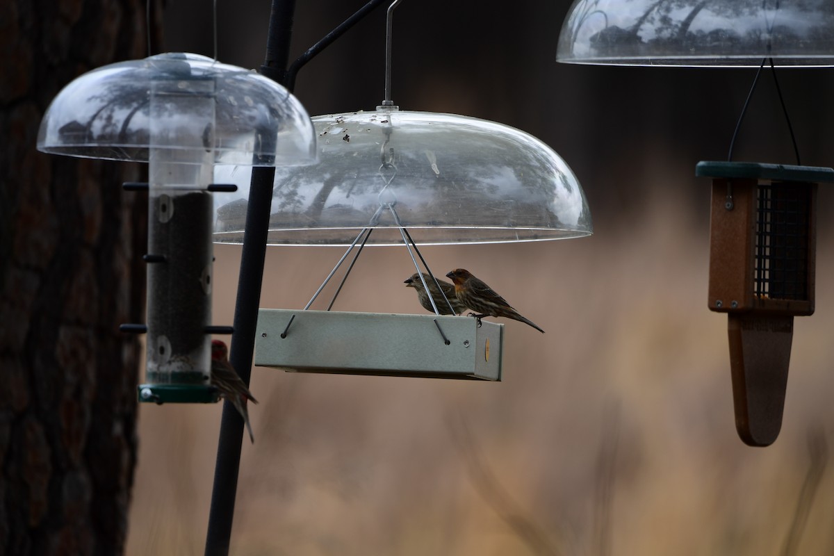 House Finch - ML632638461