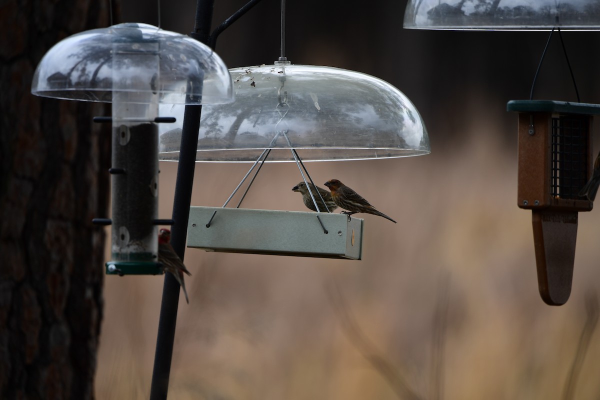 House Finch - ML632638463