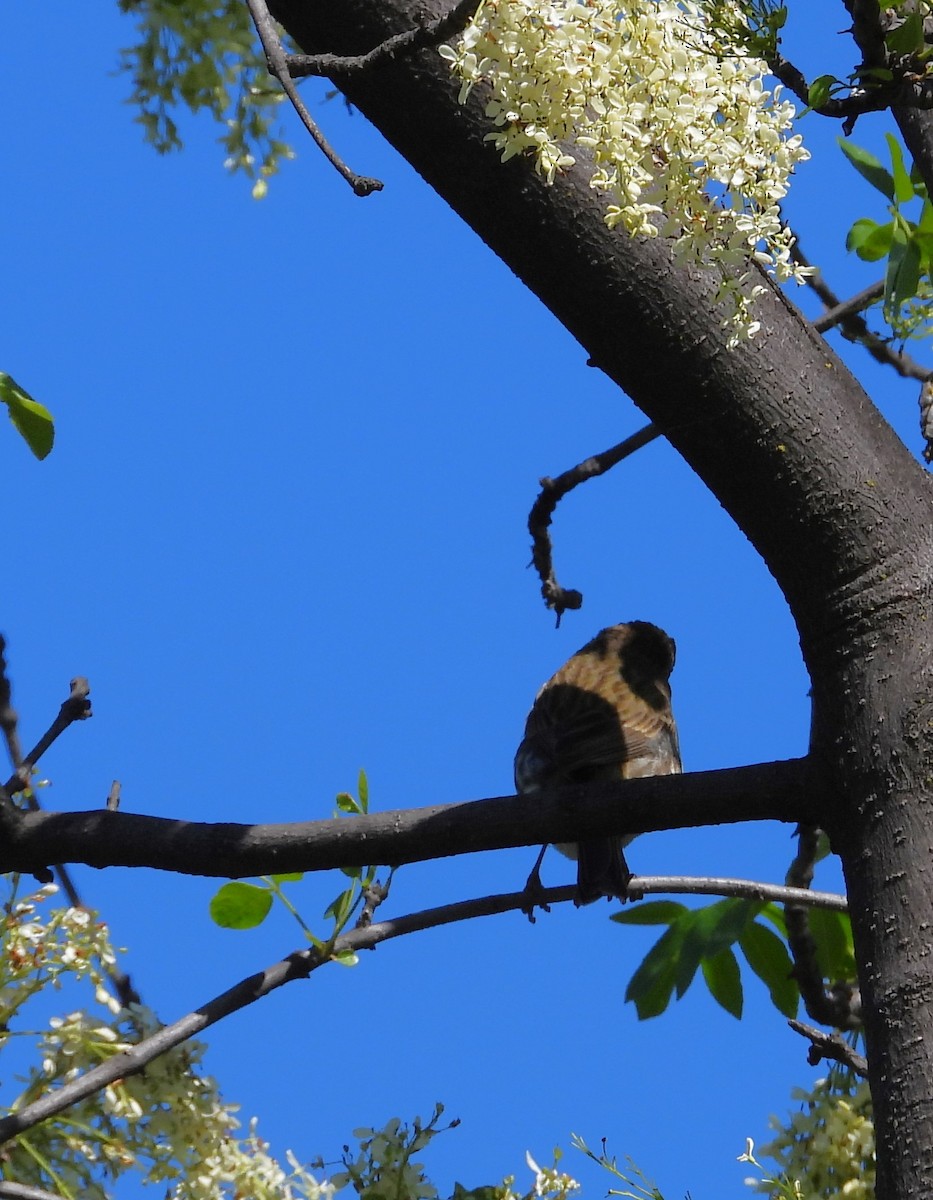 House Finch - ML632638480