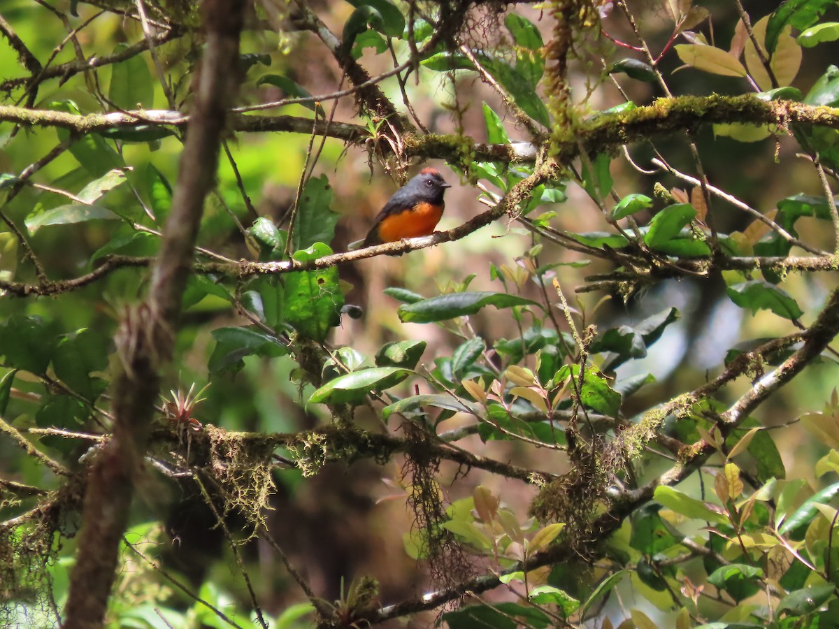 Slate-throated Redstart - ML632638489