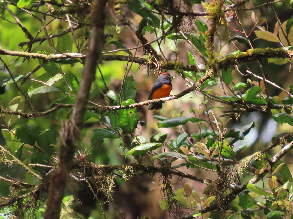 Slate-throated Redstart - ML632638490