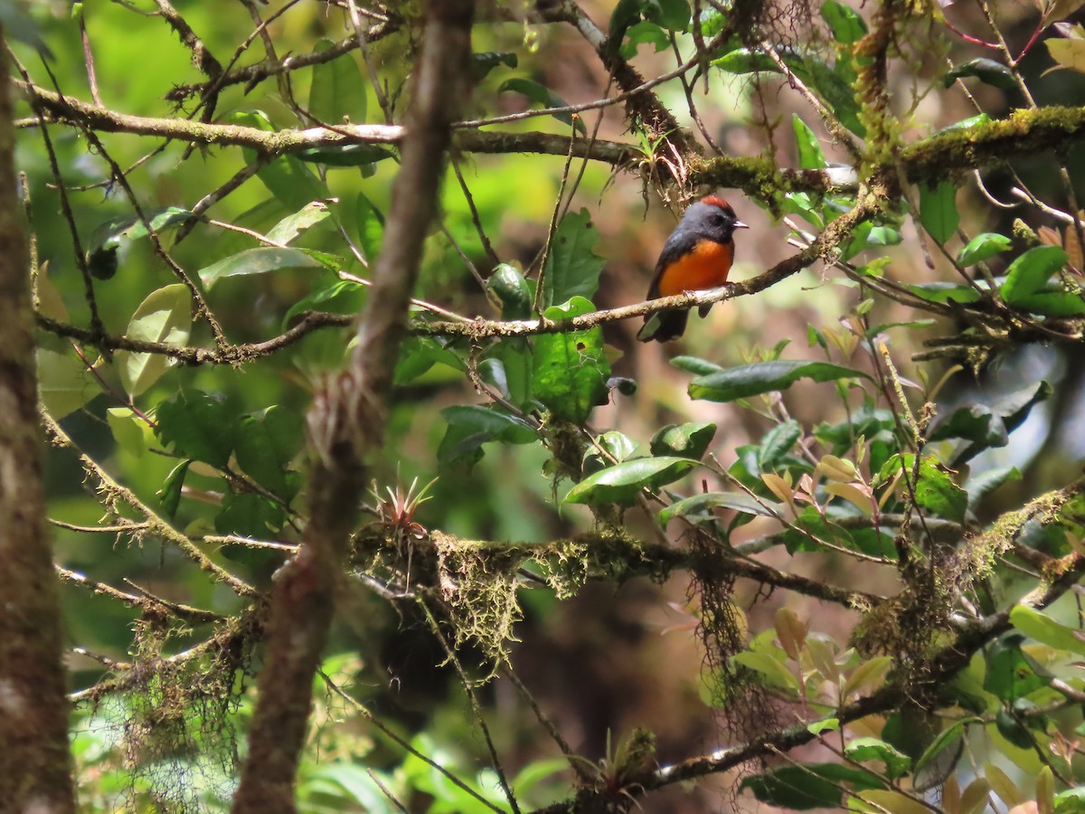 Slate-throated Redstart - ML632638491