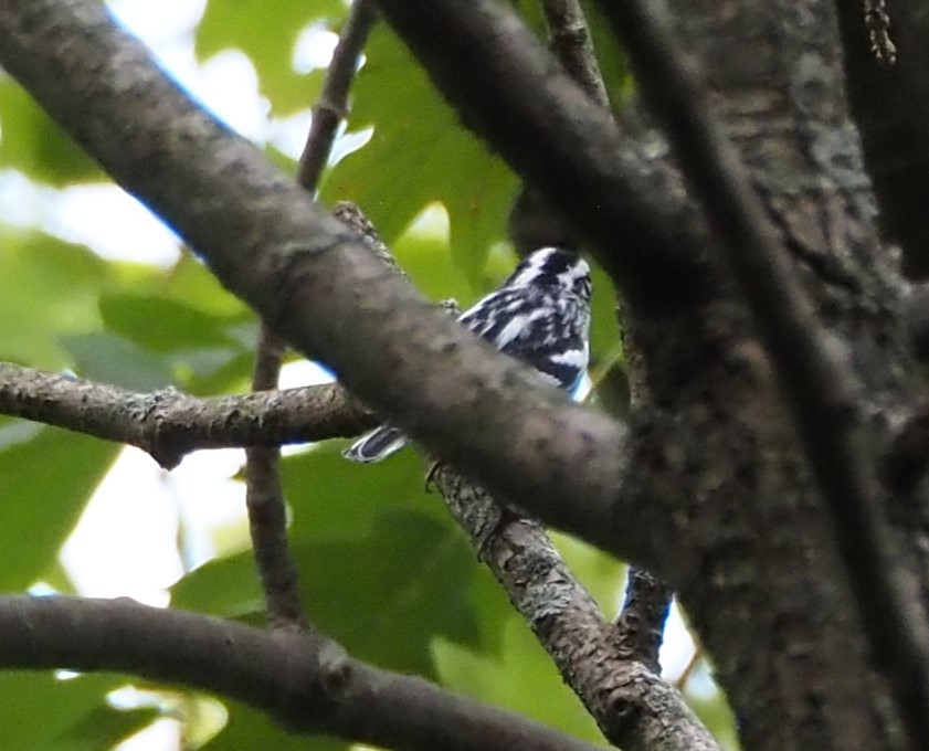 Black-and-white Warbler - ML632638508