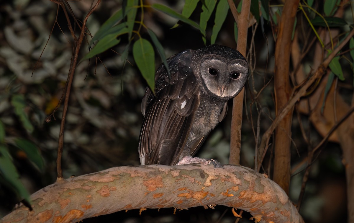 Sooty Owl - ML632638561