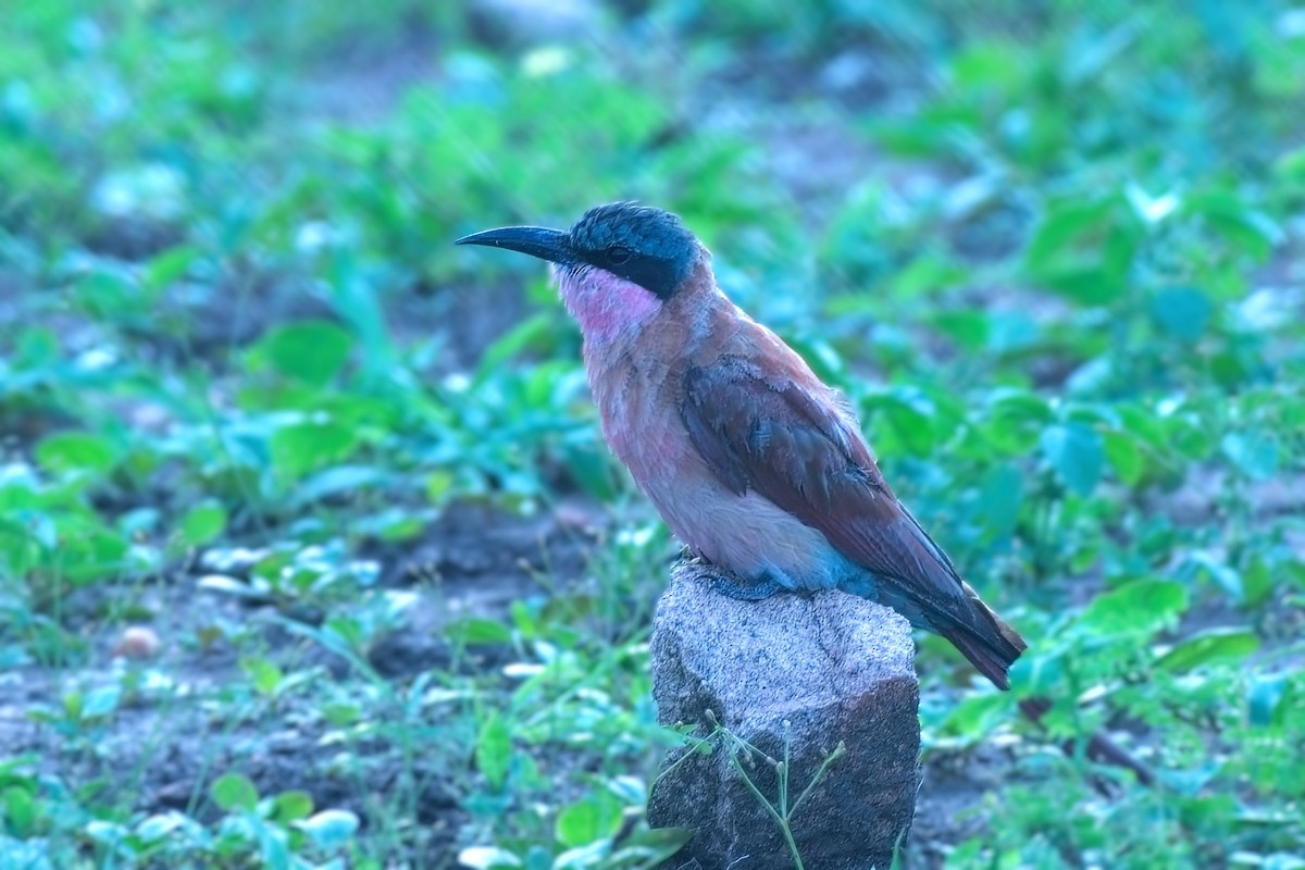 Southern Carmine Bee-eater - ML632638759