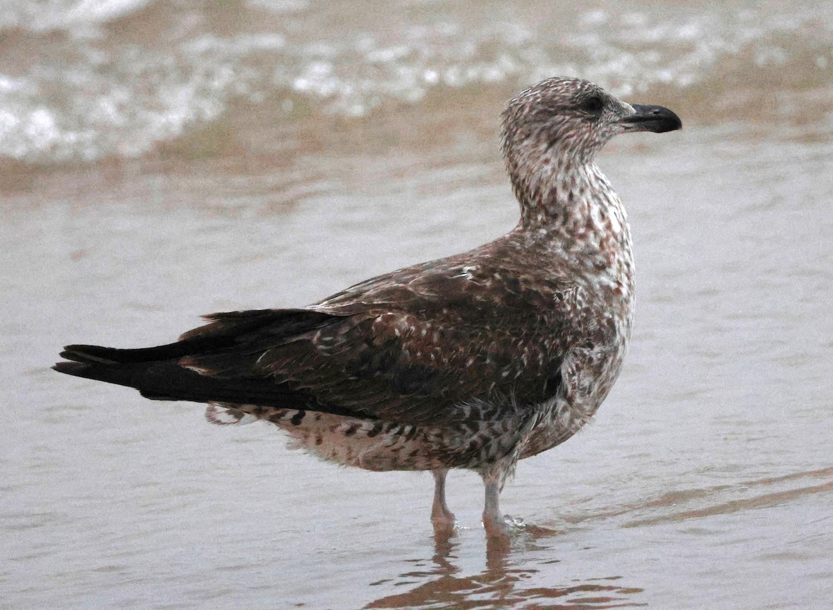 Yellow-legged Gull (atlantis) - ML632638819
