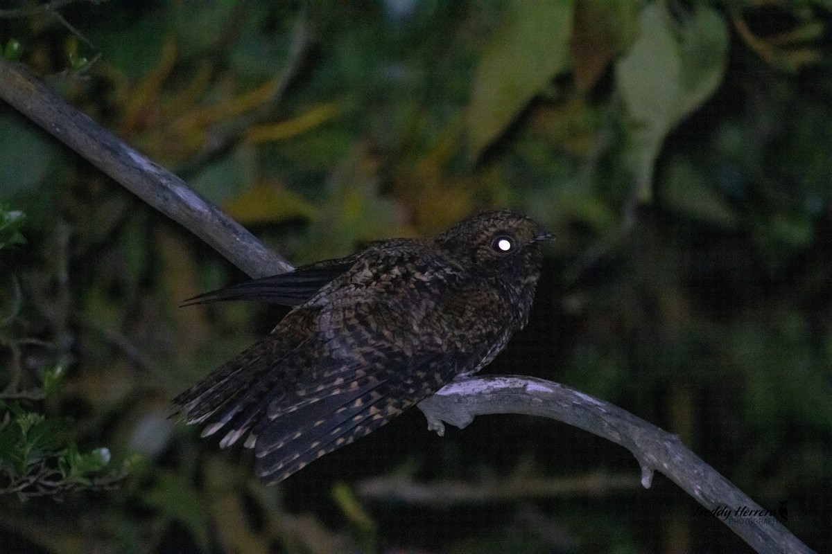 Dusky Nightjar - ML632638824