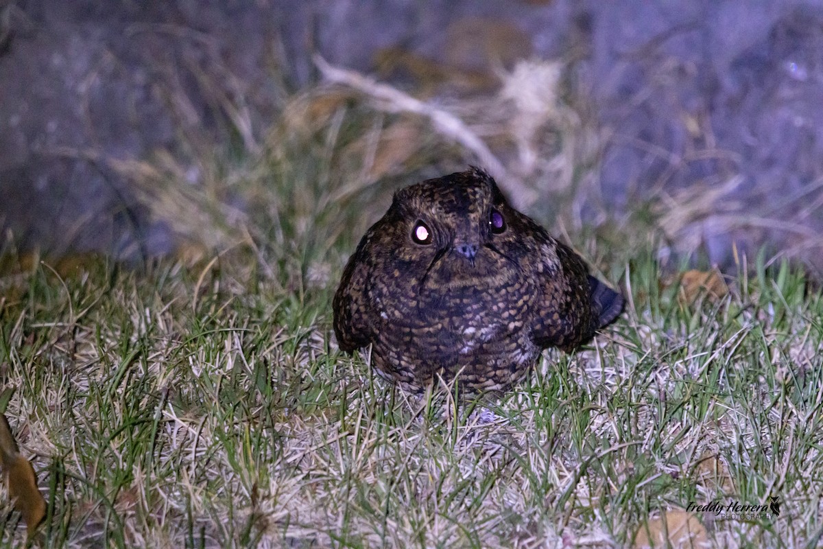Dusky Nightjar - ML632638842
