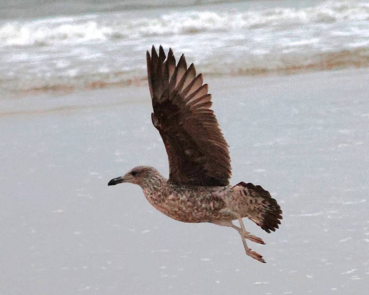 Yellow-legged Gull (atlantis) - ML632638843