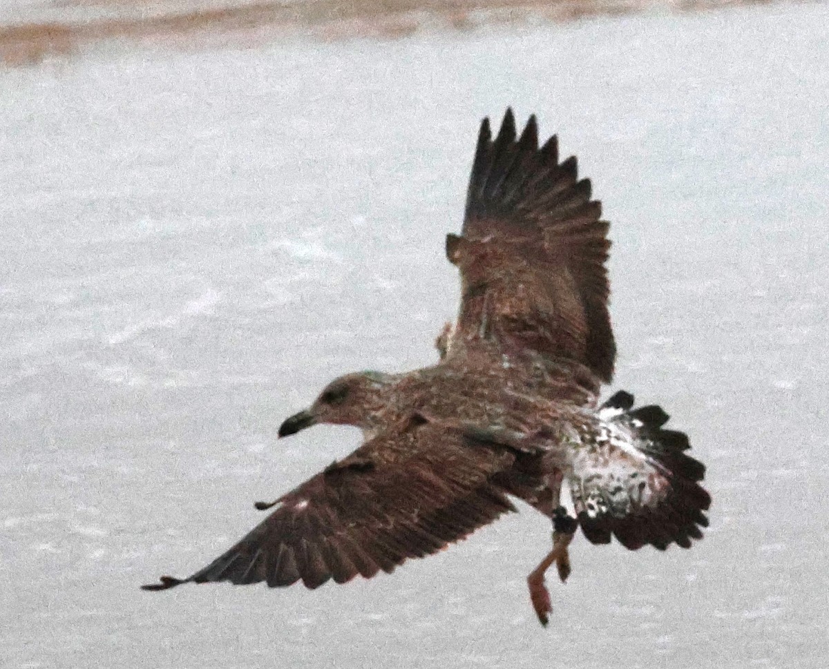 Yellow-legged Gull (atlantis) - ML632638845