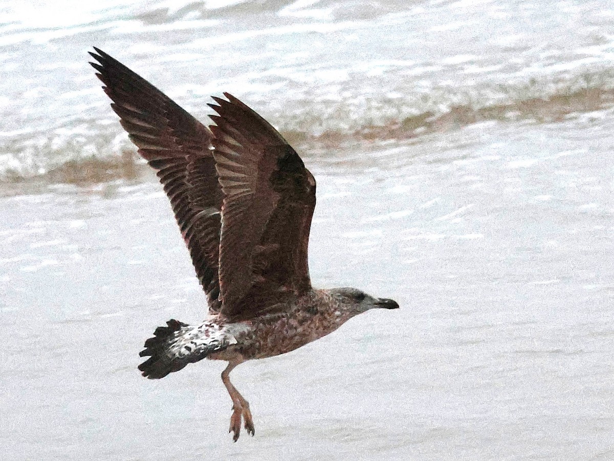 Yellow-legged Gull (atlantis) - ML632638867