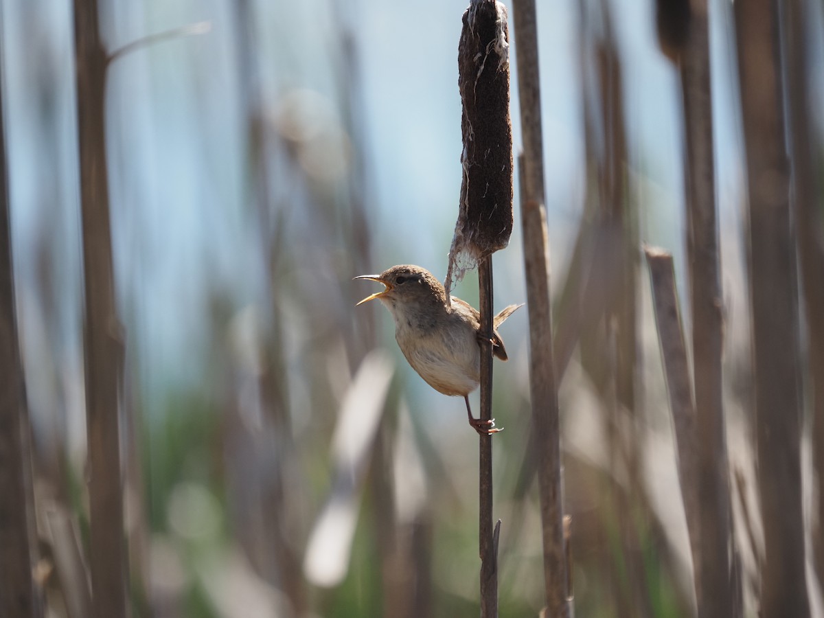 Marsh Wren - ML632638886