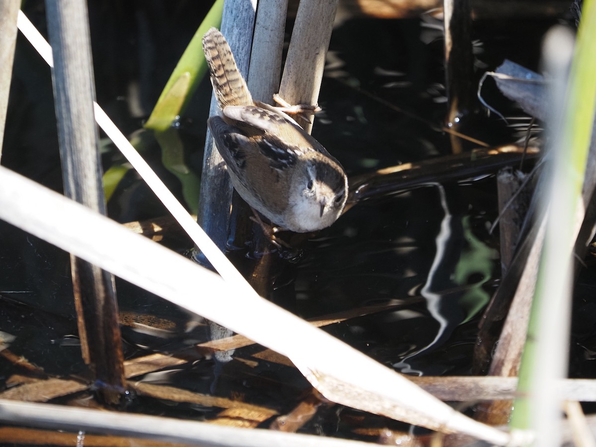 Marsh Wren - ML632638888