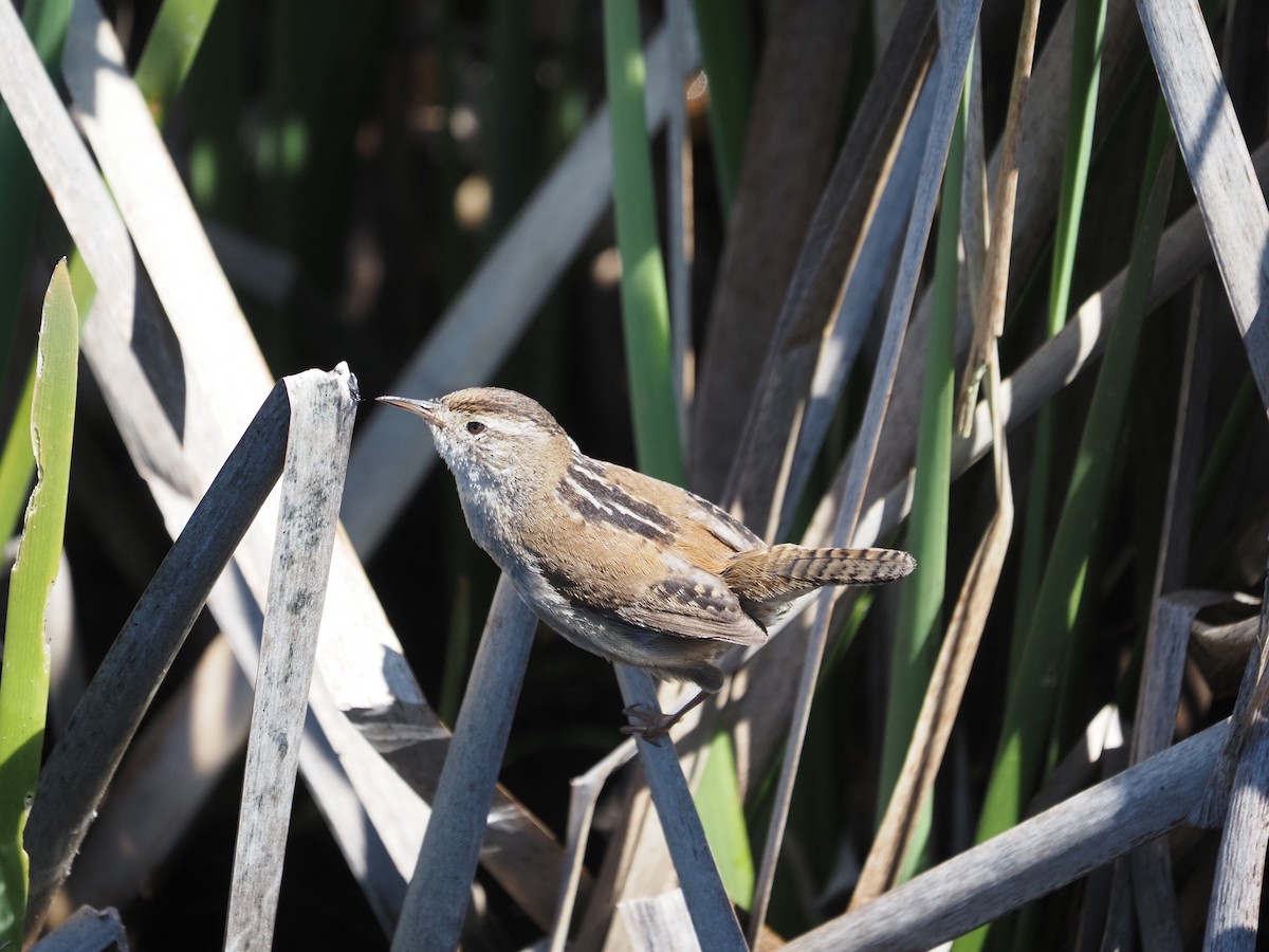 Marsh Wren - ML632638889