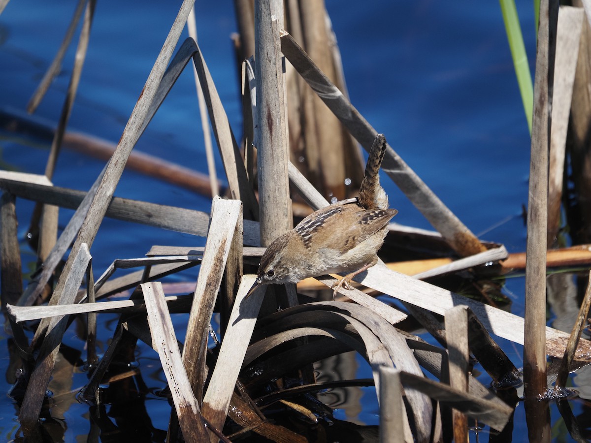 Marsh Wren - ML632638890