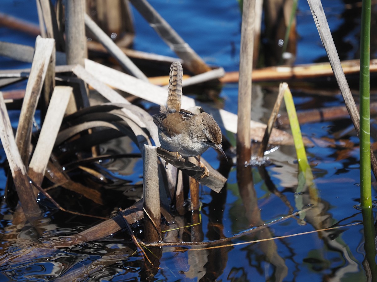 Marsh Wren - ML632638891