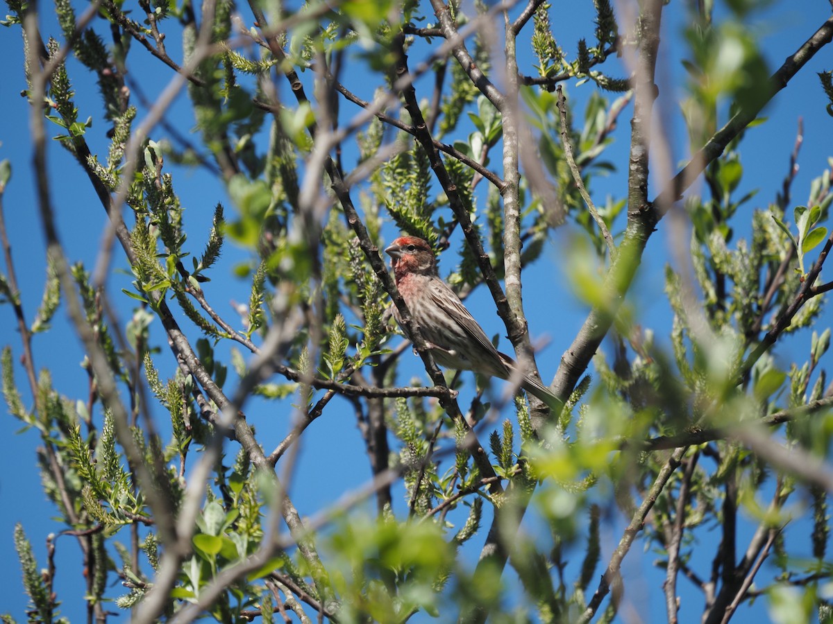 House Finch - ML632638918