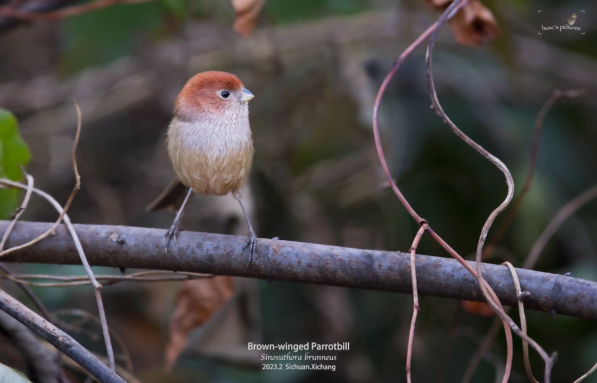 Eye-ringed Parrotbill - ML632638937