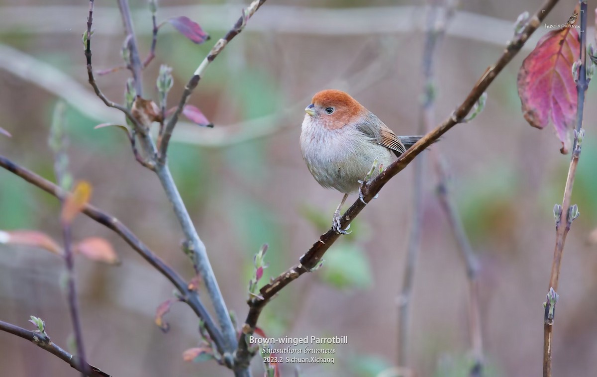 Eye-ringed Parrotbill - ML632638938