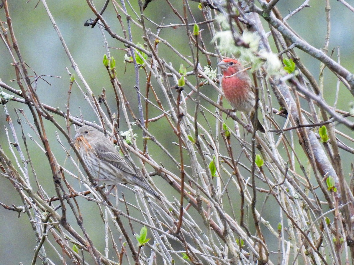House Finch - ML632638940