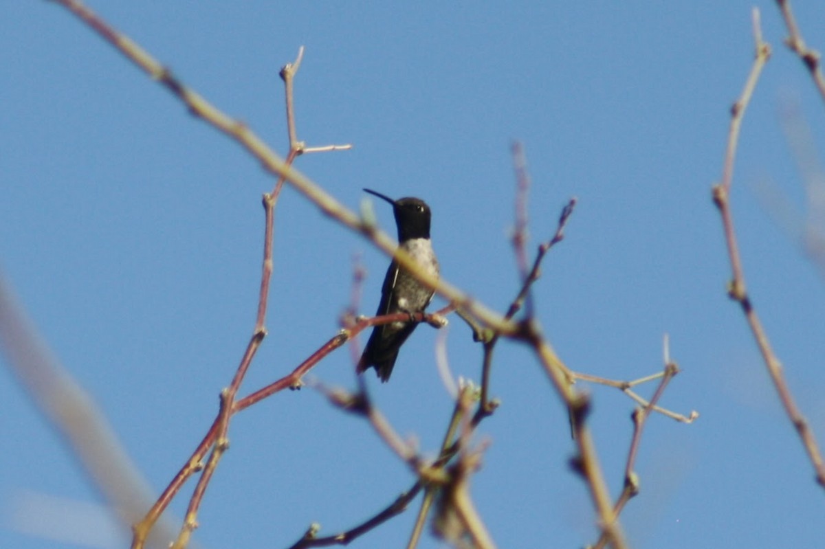 Black-chinned Hummingbird - ML632638951