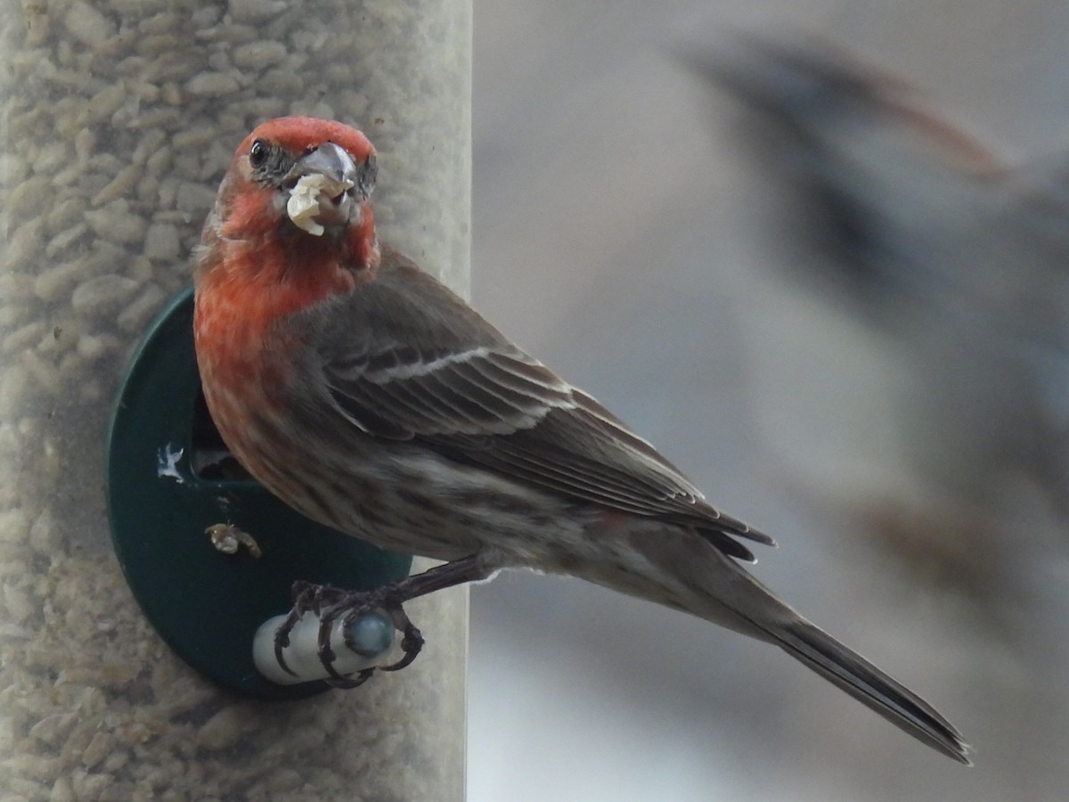 House Finch - ML632638952