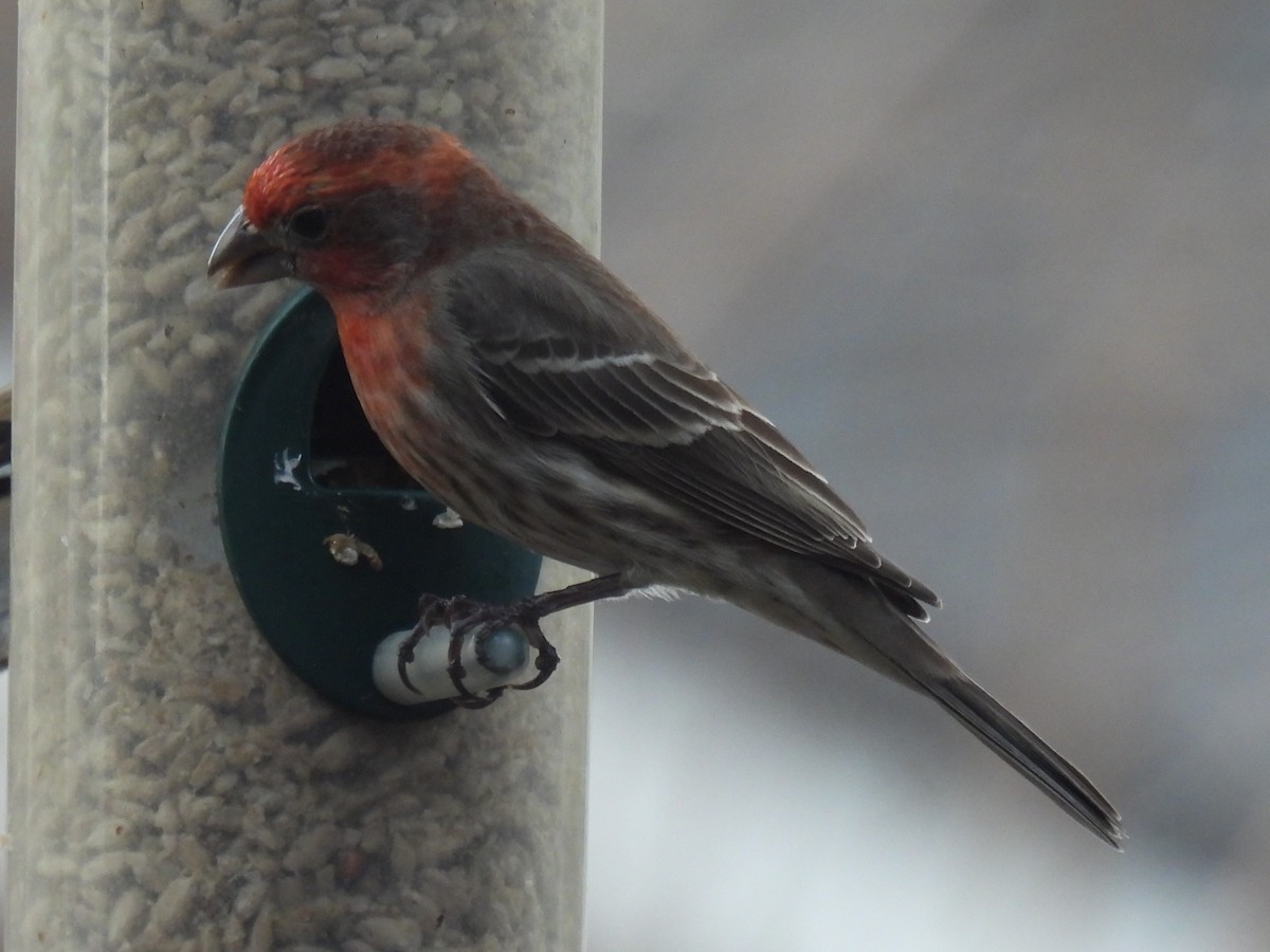House Finch - ML632638961