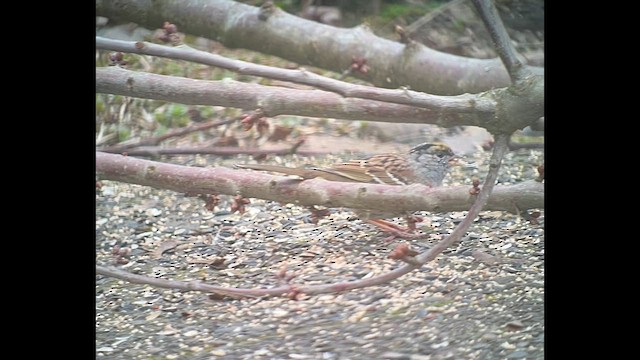 Golden-crowned Sparrow - ML632639303