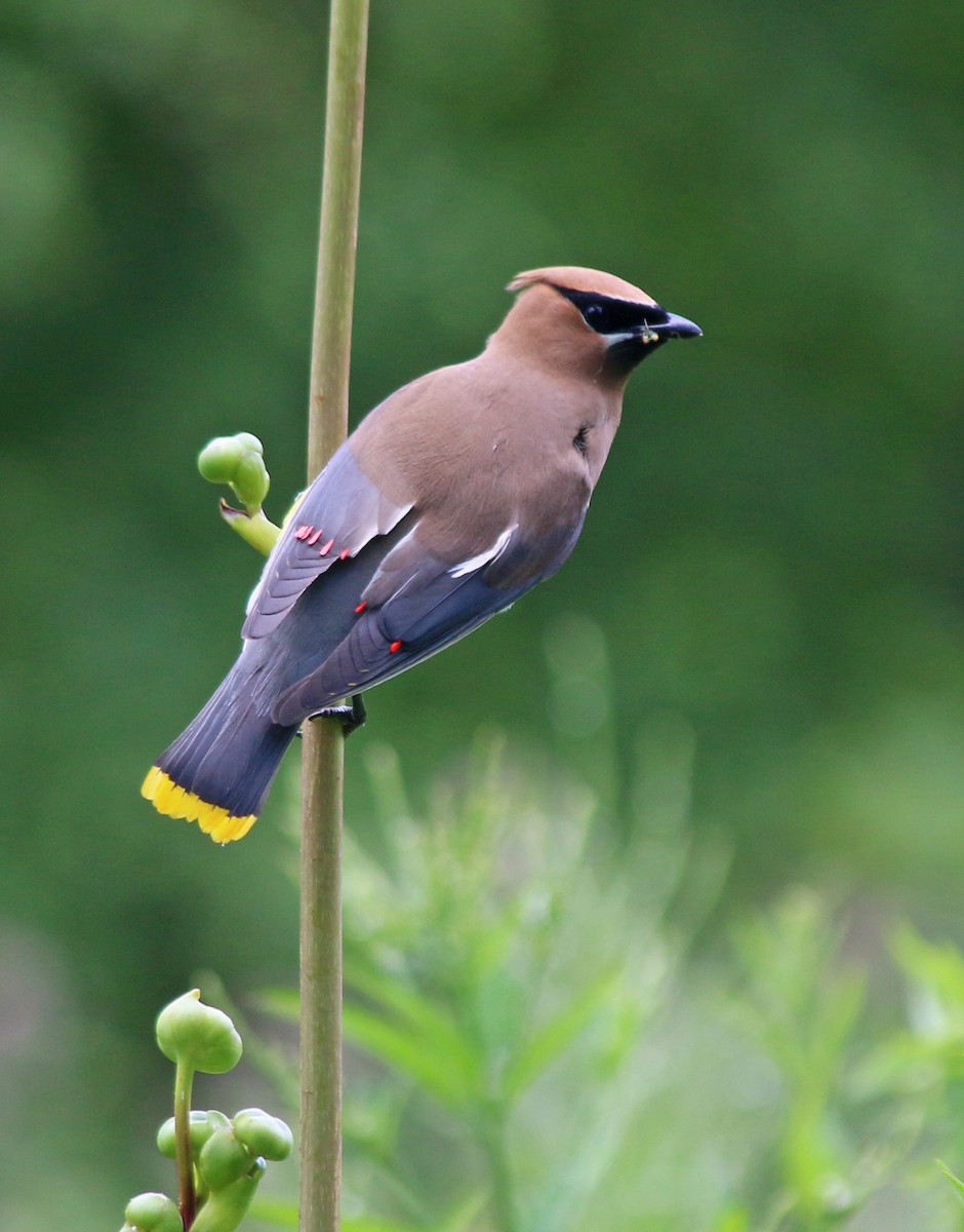 Cedar Waxwing - ML63263931