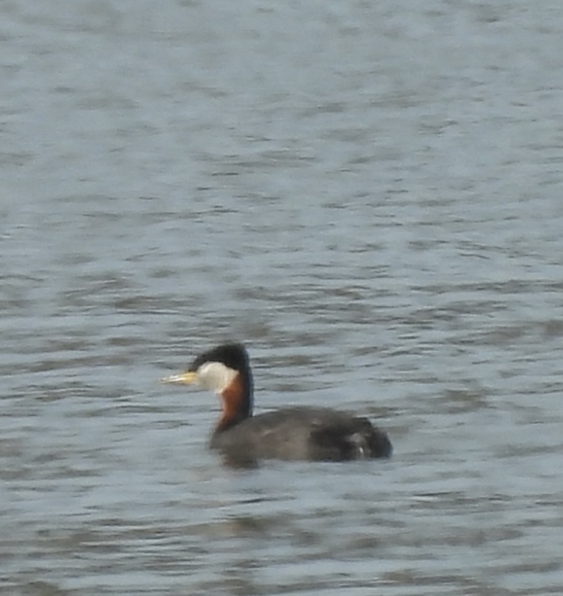 Red-necked Grebe - ML632639358