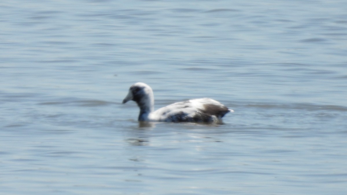 American Coot - ML632639416