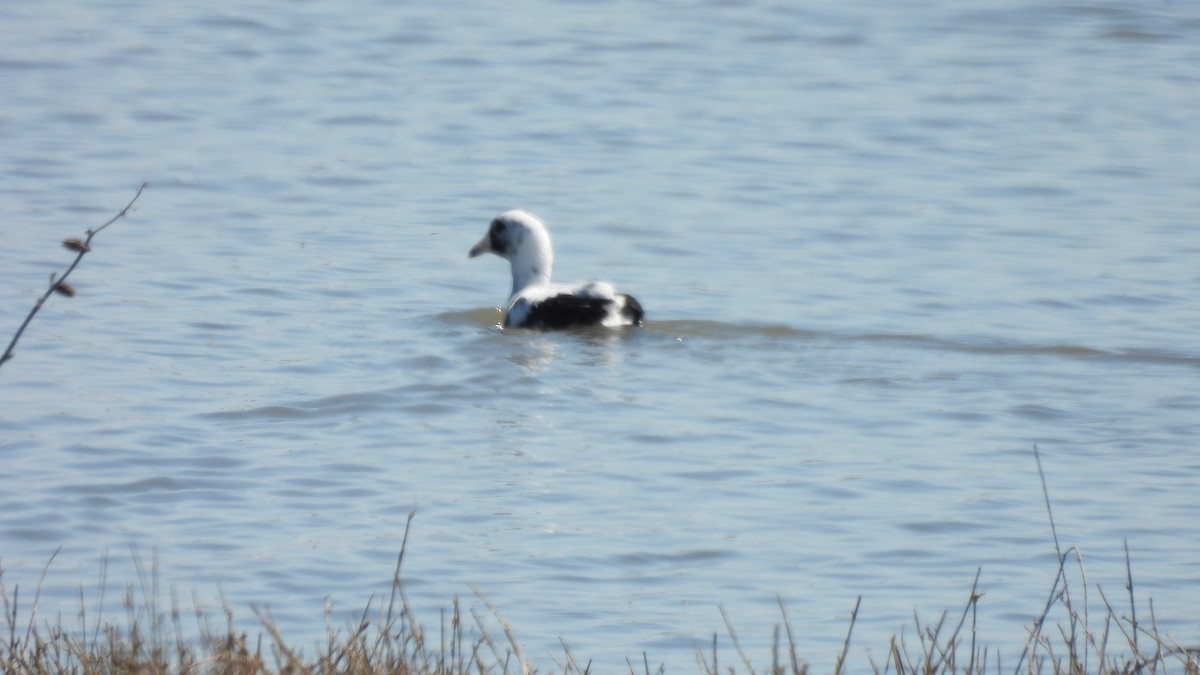 American Coot - ML632639417