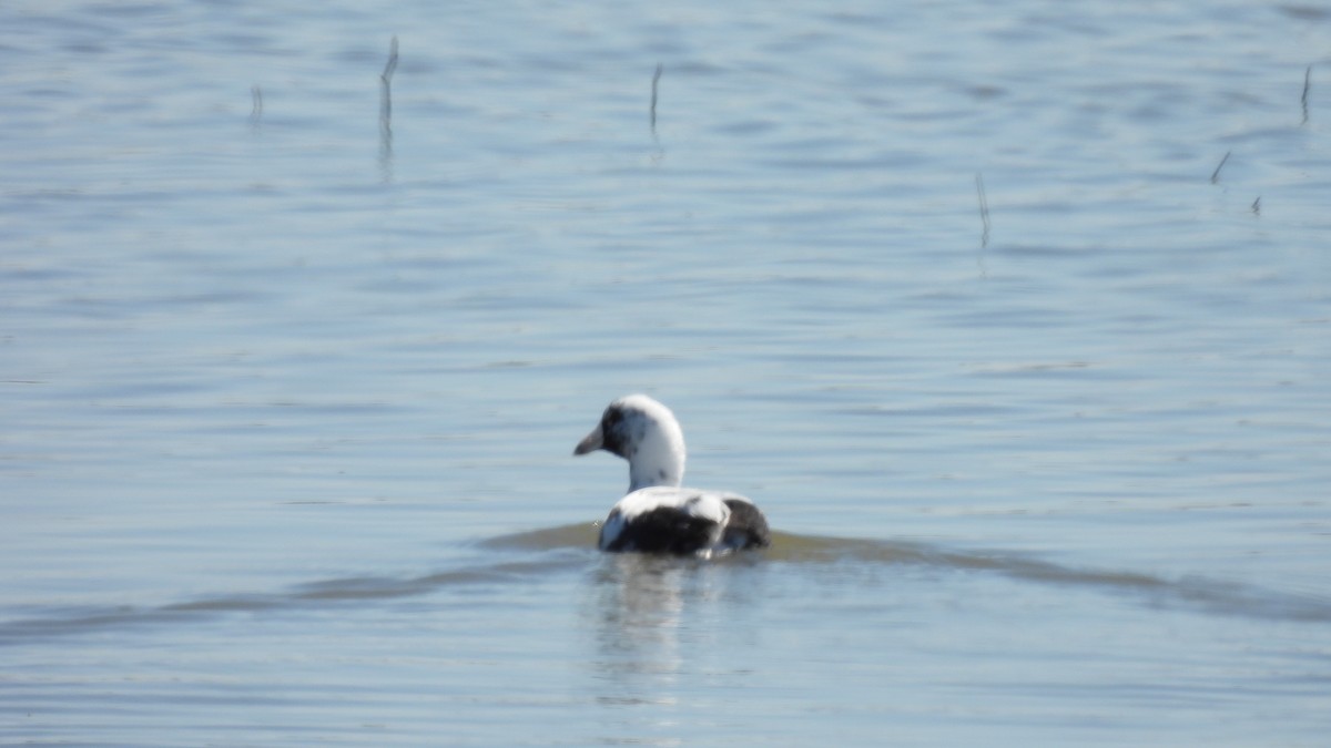 American Coot - ML632639418